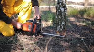 Best Tree Mulching  in Avenel, NJ